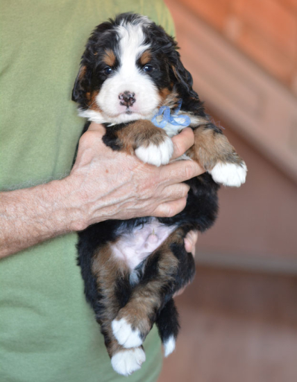 m blue 4 weeks