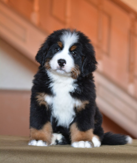 8 weeks 5