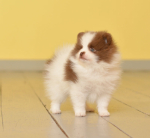 7 weeks 3