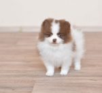 8 weeks 1