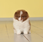 7 weeks