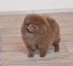 8 weeks 3
