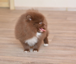 8 weeks 2