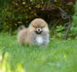 8 weeks 2
