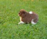 8 weeks 1