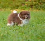 8 weeks 4