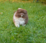 8 weeks 5