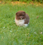 8 weeks 6