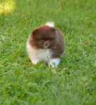 8 weeks 7