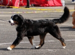 bos minsk 1