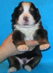 k green 3weeks