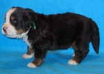 k green 3weeks 2