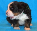 k green 3weeks 3