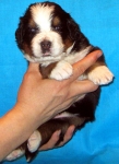 s orang 3weeks