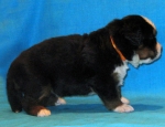 s orang 3weeks 1