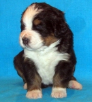s orang 3weeks 2