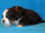 s orang 3weeks 4