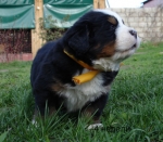 k yellow 4w 5 small