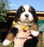 k yellow 5w 2