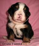 3weeks