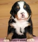 4weeks