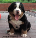 5weeks 1