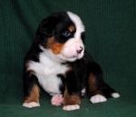 3weeks
