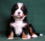 4weeks