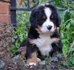 6weeks