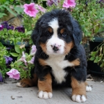 6weeks 5