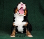 2weeks 1