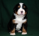 3weeks 3