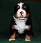 4weeks