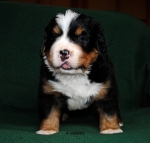 4weeks 1