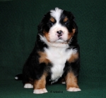 4weeks 3