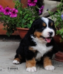5weeks
