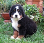 persifona 2m 1