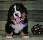 k blue 6weeks 1