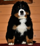 10 weeks