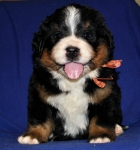 k yellow 4weeks