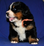 k yellow 4weeks 1