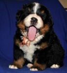 k yellow 4weeks 5