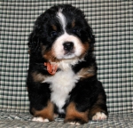 k yellow 5weeks