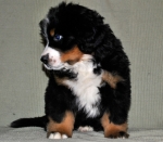 k yellow 7weeks