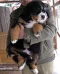 k yellow 9weeks