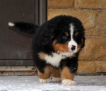 k green 8weeks 25