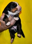 k blue 2weeks