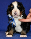 k blue 3weeks