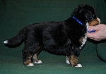 k blue 4weeks 1