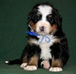 k blue 4weeks 2